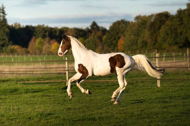 Envol van de Rib - Caballo de Silla 2014 por ROCCOSSIFRED