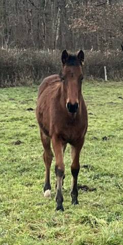 Potro Silla Franc&eacute;s En venta 2025 Bayo