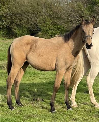 Potranca Silla Franc&eacute;s En venta 2025 Isabelo