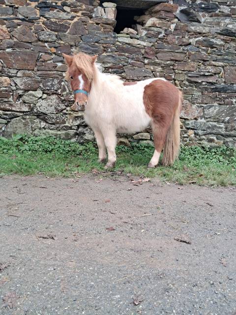 Caballo castrado Shetland En venta 2024 Tovero por GLENFIDDICH D'DELB