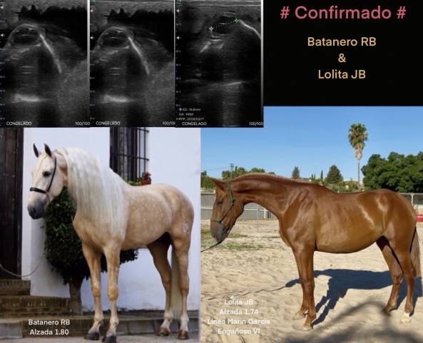 Yegua PRE alaz&aacute;n alzada 1,76 estructura y movimientos 