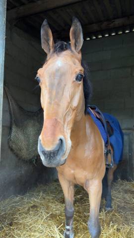 Caballo castrado Silla Franc&eacute;s En venta 2015 Bayo por ROCK N ROLL SEMILLY