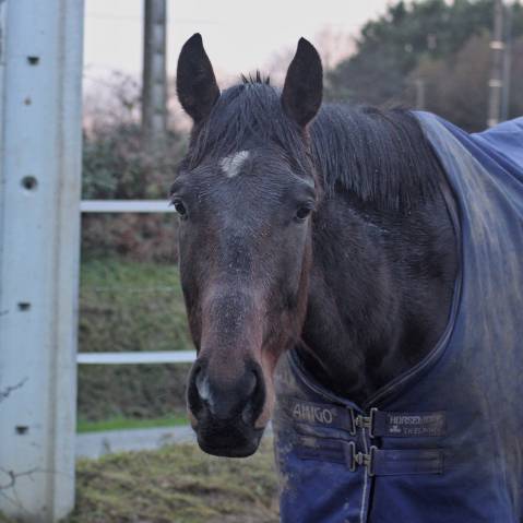 Caballo castrado AQPS Media-Pensi&oacute;n 2021 Bayo moreno