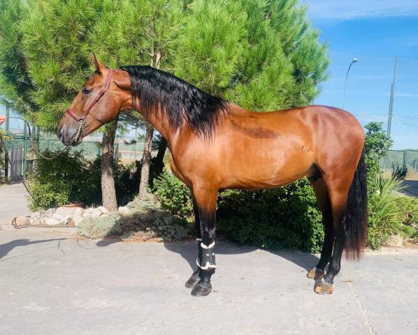 OSADO JF Caballo PRE 