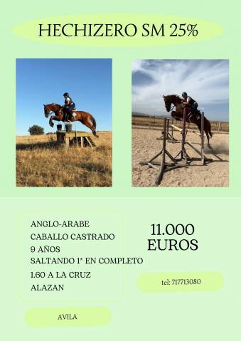 Precioso Anglo-&aacute;rabe 