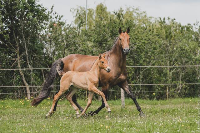 Yegua de ganader&iacute;a Lusitano En venta 2006 Bayo por VALSEUR RBO