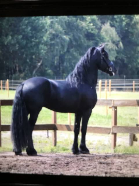 Caballo castrado Fris&oacute;n En venta 2014 Negro