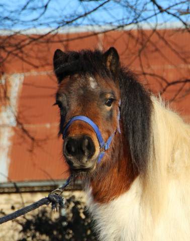 Potranca Shetland En venta 2024 P&iacute;o por HIP HIP HIP DES ISLES