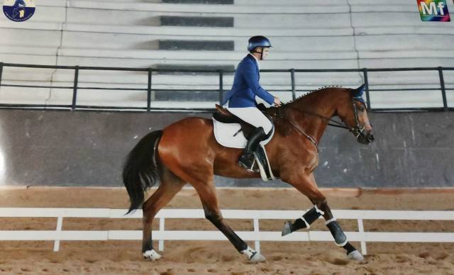 Caballo castrado Cheval de Selle Italien En venta 2022 Bayo por Baedeker