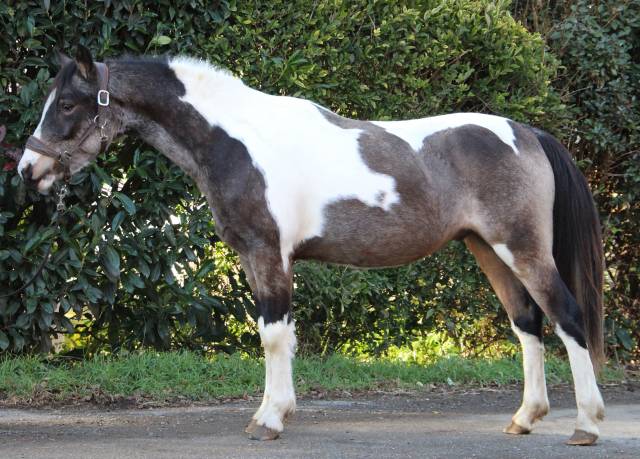 Caballo castrado Welsh Part Bred En venta 2023 P&iacute;o