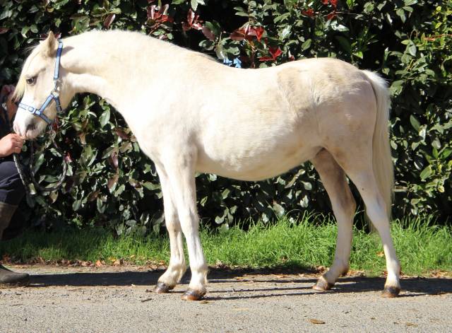 Caballo entero Welsh Poni (Secci&oacute;n A) En venta 2024 Palomino