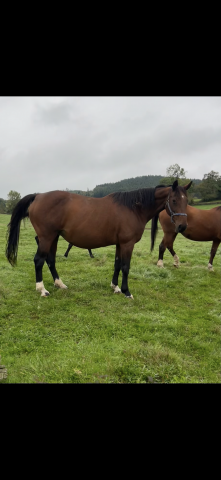 Yegua Silla Franc&eacute;s En venta 2009 Bayo por DIAMANT DE SEMILLY