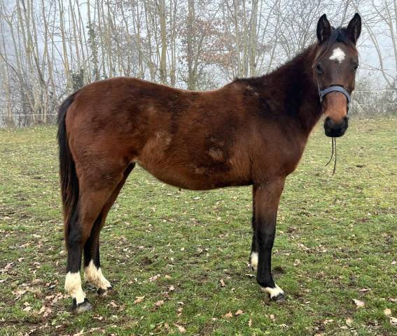 Yegua Silla Franc&eacute;s En venta 2024 Bayo