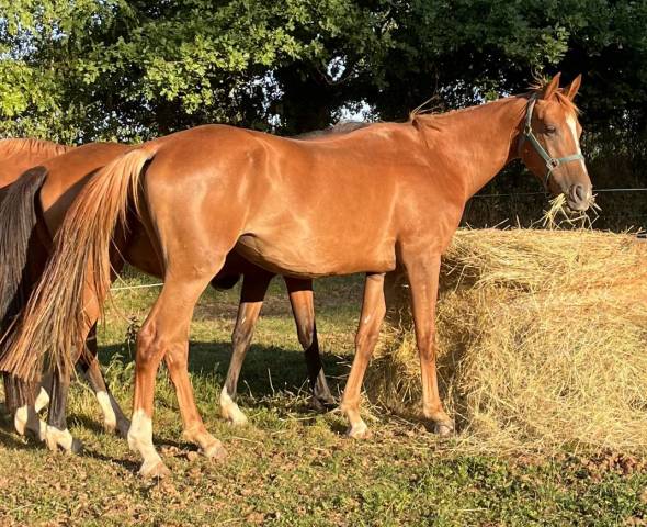 Yegua Silla Franc&eacute;s En venta 2020 Alaz&aacute;n