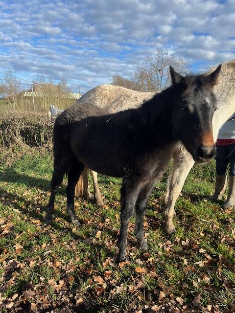 Potranca Connemara En venta 2025 Bayo por GALION DE MINUIT