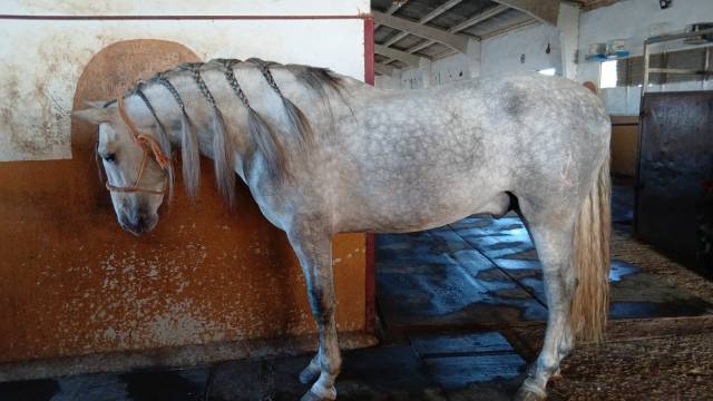 Gitano - Andaluz 2021 por Almeno TB 3 / 724015170327055