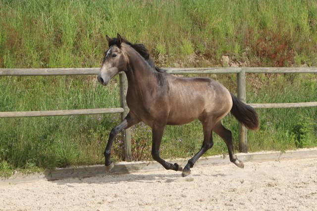 Caballo entero Lusitano En venta 2023 Tordo por MAGISTRAL DE LA COMBE