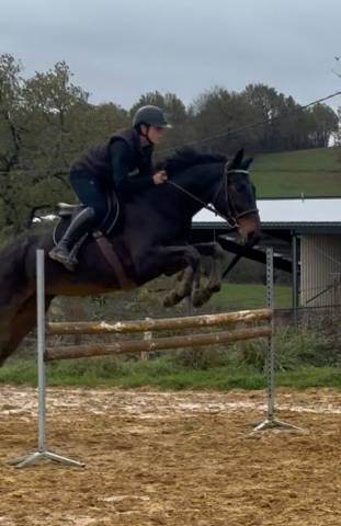Yegua Silla Franc&eacute;s En venta 2017 Negro por JOHNNY BOY II