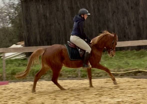 Yegua Welsh Part Bred En venta 2021 Alaz&aacute;n por Hot&rsquo;n cold Krystal