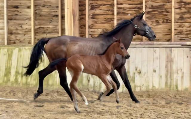 Yegua de ganader&iacute;a Trakehner En venta 2010 Bayo moreno por SOLERO