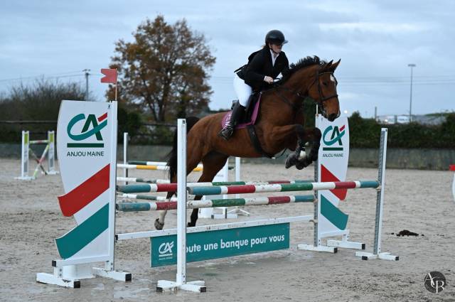 Yegua Silla Franc&eacute;s Pr&eacute;stamo 2015 Bayo