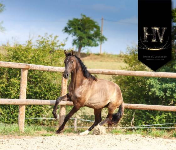 Caballo entero KWPN Caballo de Deporte Neerland&eacute;s En venta 2024 Grullo por i don malagueno