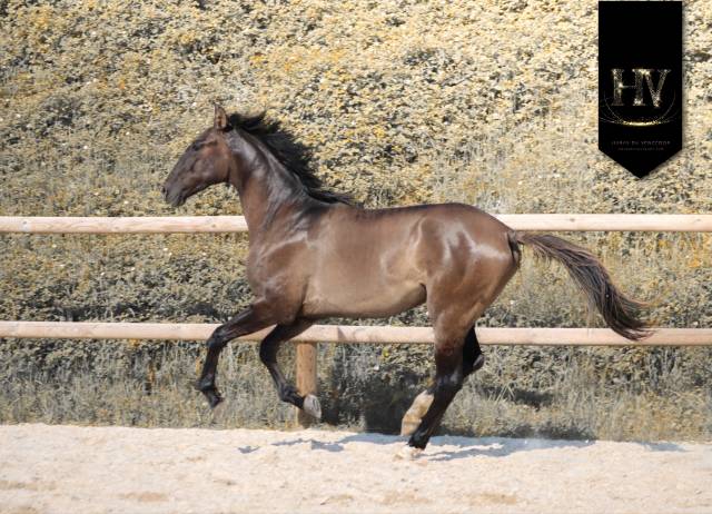 Caballo entero KWPN Caballo de Deporte Neerland&eacute;s En venta 2024 Grullo por i don malagueno