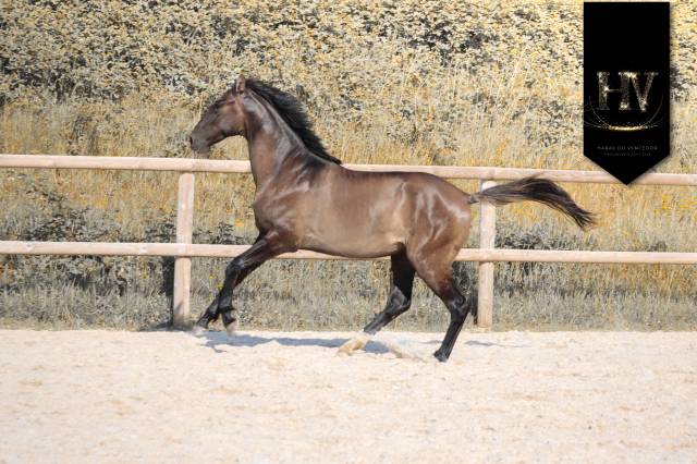 Caballo entero KWPN Caballo de Deporte Neerland&eacute;s En venta 2024 Grullo por i don malagueno