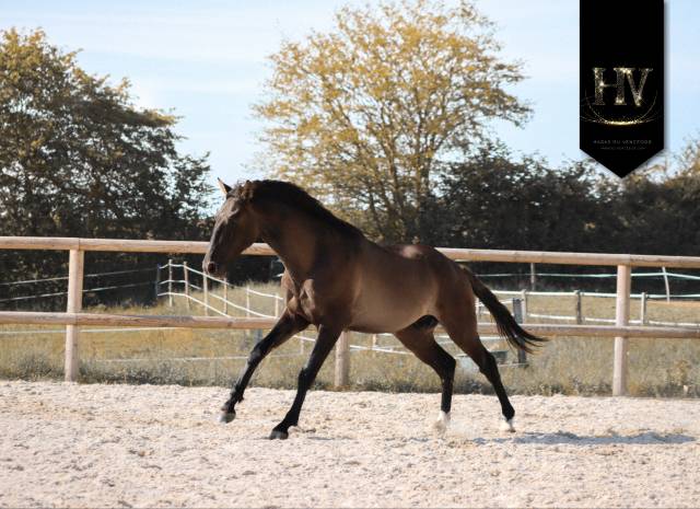 Caballo entero KWPN Caballo de Deporte Neerland&eacute;s En venta 2024 Grullo por i don malagueno