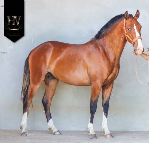 Potro Lusitano En venta 2024 Bayo por Ouro JLC