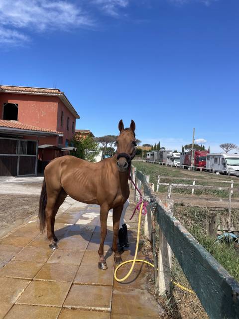 Yegua Caballo de Silla En venta 2012 Alaz&aacute;n
