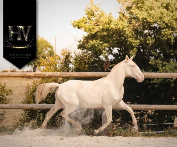 Potranca Lusitano En venta 2024 Perlino por IMPERADOR