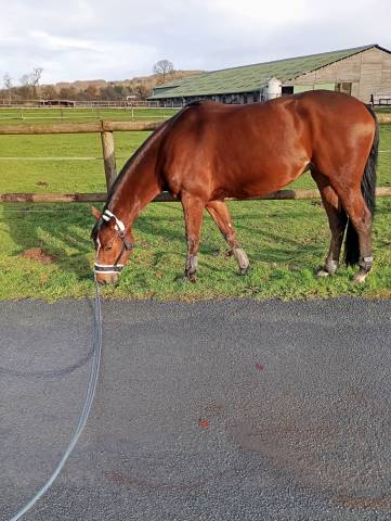 Yegua Silla Franc&eacute;s En venta 2021 Bayo por fighter semilly