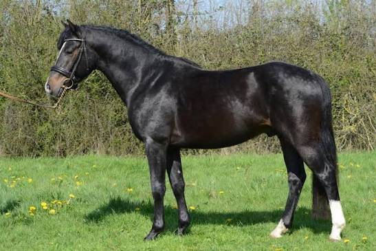 Semental Connemara En venta 2013 Bayo por POETIC JUSTICE (IE)