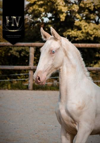 Potro Lusitano En venta 2025 Crema por Ouro JCL