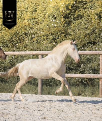 Potro Lusitano En venta 2025 Crema por Ouro JCL