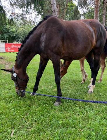 Yegua Silla Franc&eacute;s En venta 2007 Bayo moreno