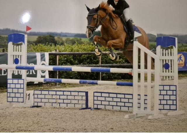 Yegua sBs Caballo de Deporte Belga En venta 2017 Alaz&aacute;n