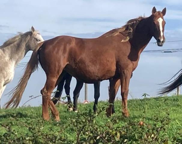 Yegua Silla Franc&eacute;s En venta 2012 Alaz&aacute;n por TELSTAR DE LA POMME