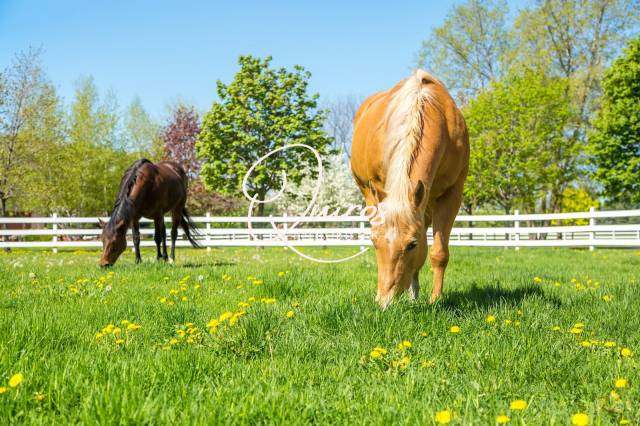 Propiedad ecuestre En venta Eure