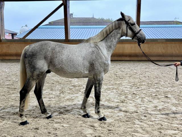 Caballo castrado Silla Franc&eacute;s En venta 2015 Tordo por BALOU DU ROUET