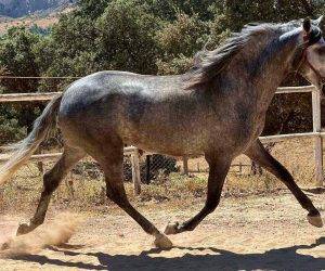 Caballo entero PRE Pura Raza Espa&ntilde;ola En venta 2019 Tordo
