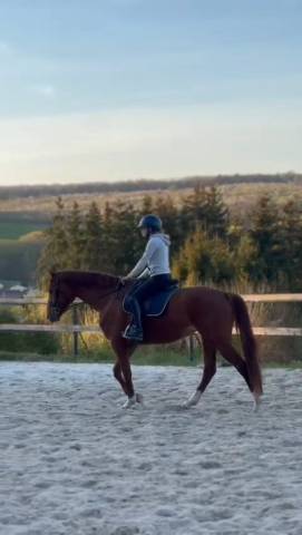 Yegua Oldenburgu&eacute;s En venta 2020 Alaz&aacute;n por Furst jazz