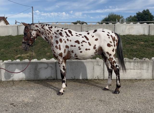 Caballo castrado AES Anglo European Studbook En venta 2022 Appaloosa