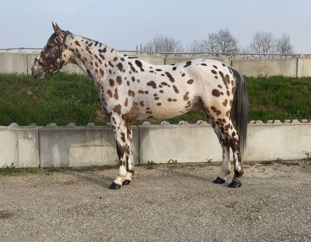 Caballo castrado AES Anglo European Studbook En venta 2022 Appaloosa