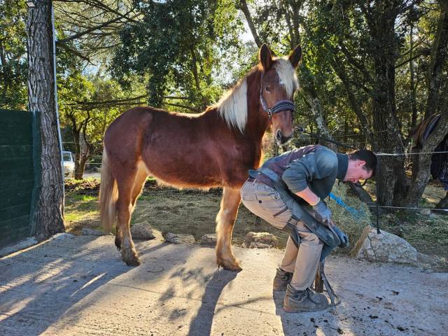 Yegua Origen No Constatado En venta 2024 Alaz&aacute;n