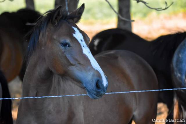 Yegua PFS Poni Fran&ccedil;&eacute;s de Silla En venta 2019 Bayo por Vertigo de Ch&acirc;telain