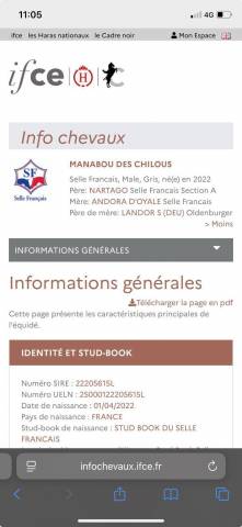 Caballo castrado Silla Franc&eacute;s En venta 2022 Tordo por Nartago