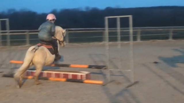 Caballo castrado Shetland En venta 2022 Palomino