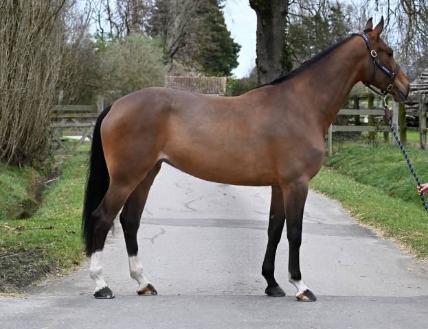 Yegua Origine Constat&eacute;e En venta 2020 Bayo por FAUT IL DES 7 VALLONS (BEL)